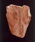 Fragment of Alunite Vein