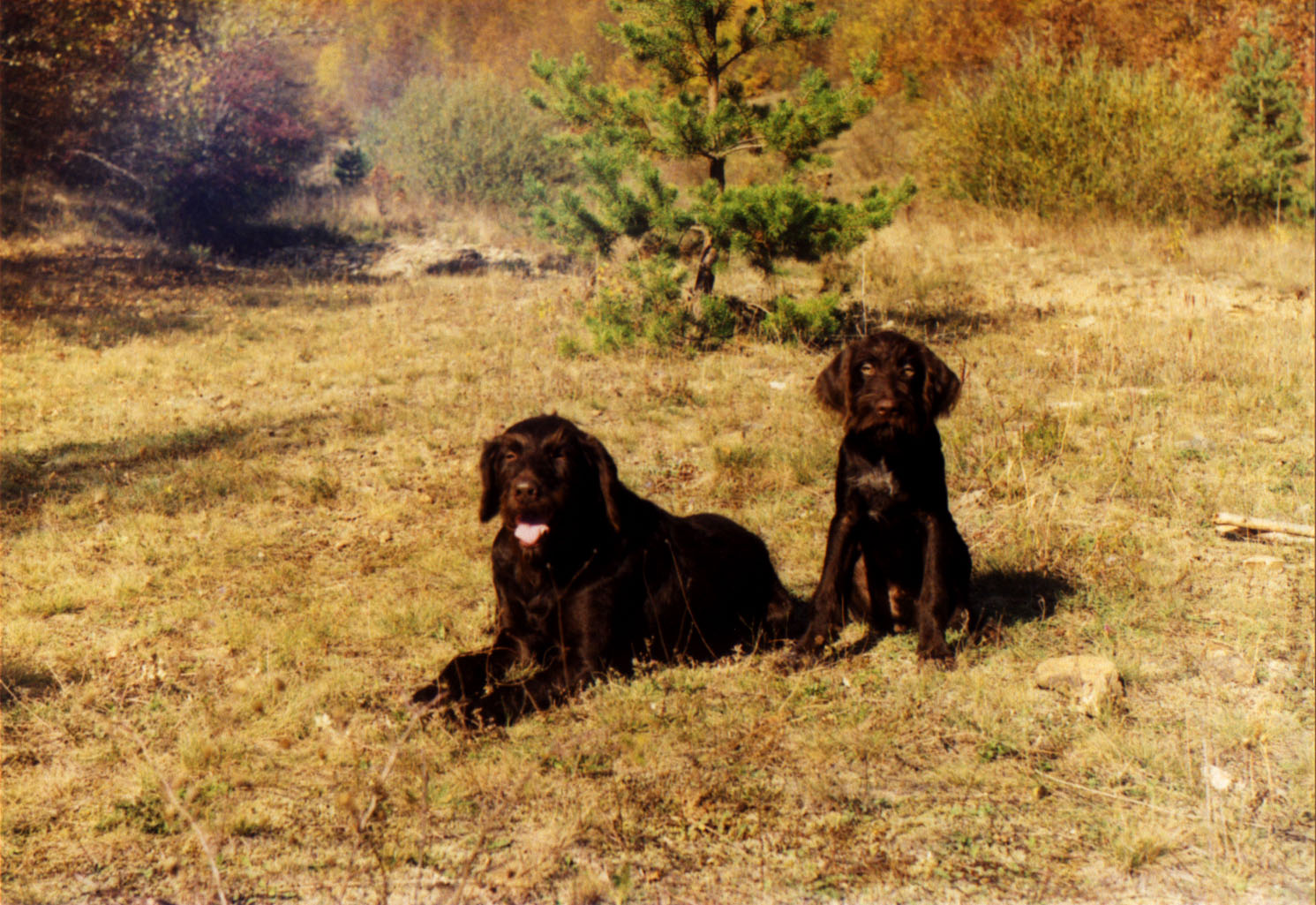 My hunting dogs Durrell and his son Frederick in the neighbourhood "Big Ravine", nearby the village of Kosovo Kyustendil District, BULGARIA - October 15, 2000